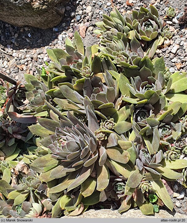 Sempervivum Old Rose