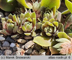 Sempervivum Old Rose