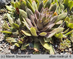 Sempervivum Old Rose