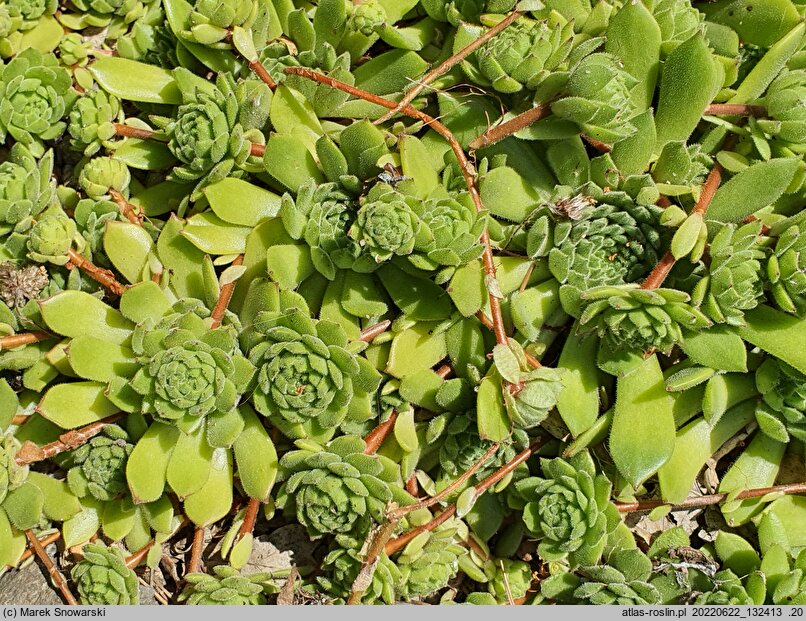 Sempervivum ×alatum nssp. alatum