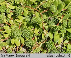 Sempervivum ×alatum nssp. alatum