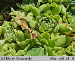 Sempervivum ×alatum nssp. alatum