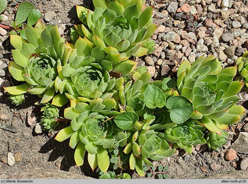 Sempervivum dolomiticum