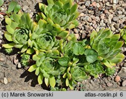 Sempervivum dolomiticum