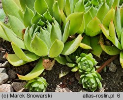 Sempervivum dolomiticum