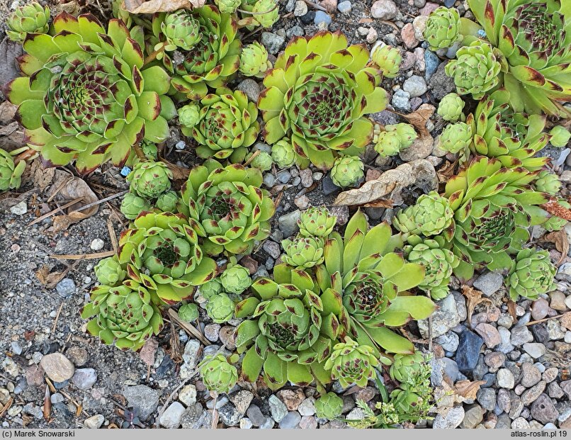 Sempervivum tectorum Seerosenstern