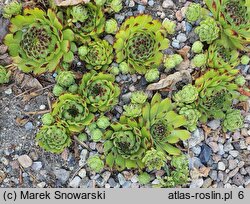 Sempervivum tectorum Seerosenstern