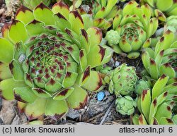 Sempervivum tectorum Seerosenstern