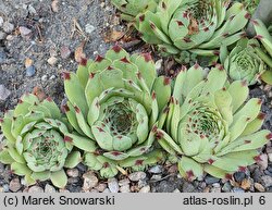 Sempervivum Purple Rain