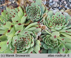 Sempervivum Purple Rain