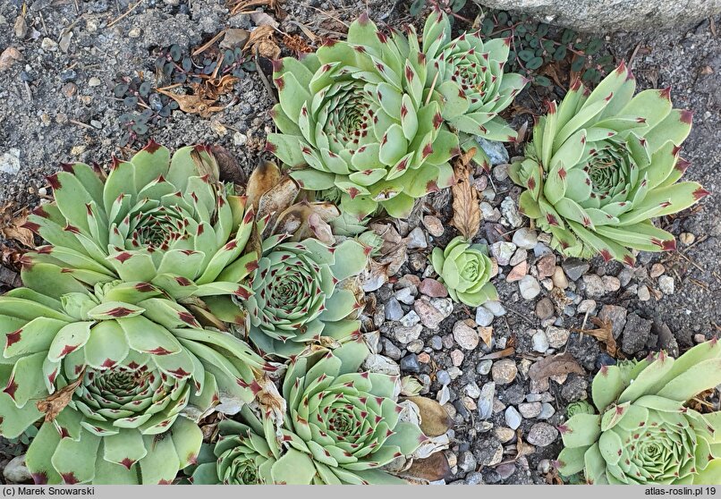 Sempervivum Purple Rain