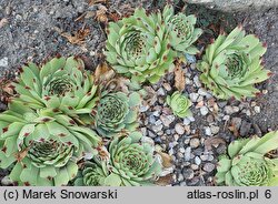 Sempervivum Purple Rain