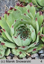 Sempervivum Purple Rain