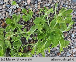 Orostachys malacophyllus