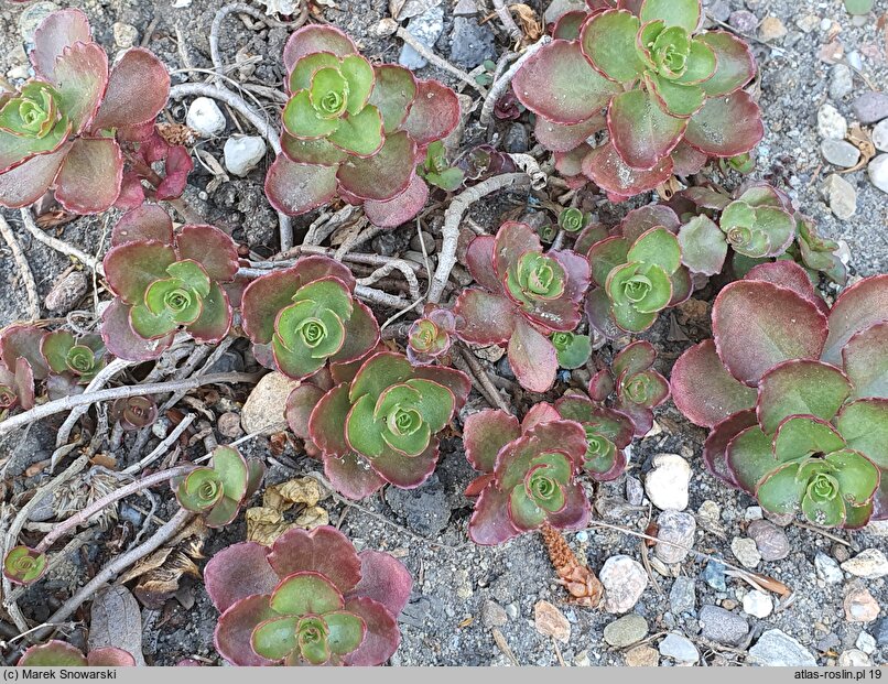 Phedimus spurius Purpurteppich