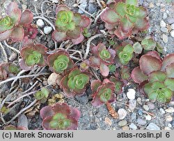 Phedimus spurius Purpurteppich