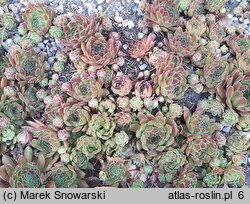Sempervivum pseudo-arachnoideum