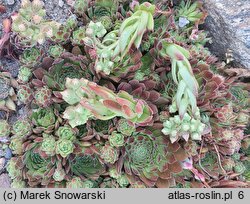 Sempervivum pseudo-arachnoideum