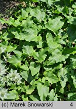 Eryngium giganteum (mikołajek olbrzymi)