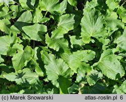 Eryngium giganteum (mikołajek olbrzymi)