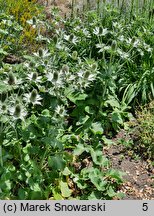 Eryngium giganteum (mikołajek olbrzymi)