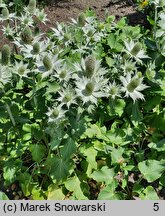 Eryngium giganteum (mikołajek olbrzymi)