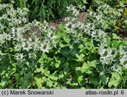 Eryngium giganteum (mikołajek olbrzymi)