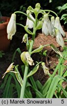 Ornithogalum candicans (galtonia biaława)