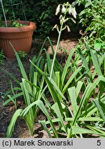 Ornithogalum candicans (galtonia biaława)