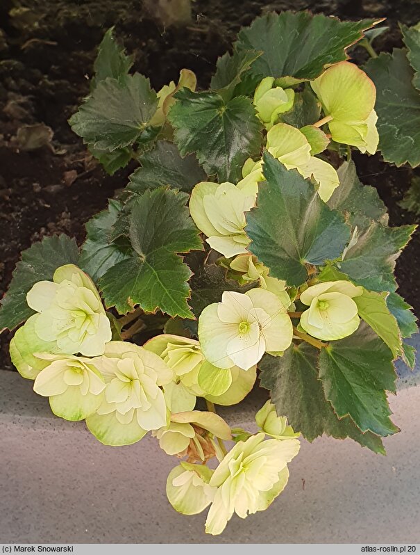 Begonia Frivola Magic