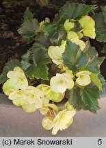 Begonia Frivola Magic