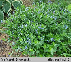 Amsonia Blue Ice