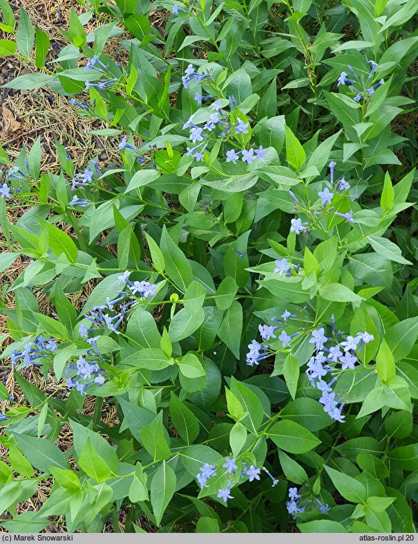 Amsonia Blue Ice