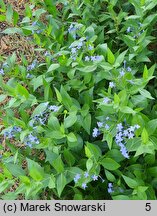 Amsonia Blue Ice