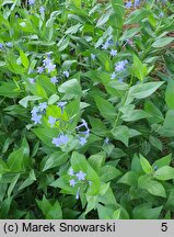 Amsonia Blue Ice