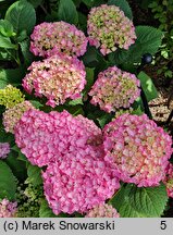 Hydrangea macrophylla Freudenstein