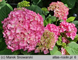 Hydrangea macrophylla Freudenstein