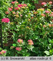 Hydrangea macrophylla Vörster Frührot