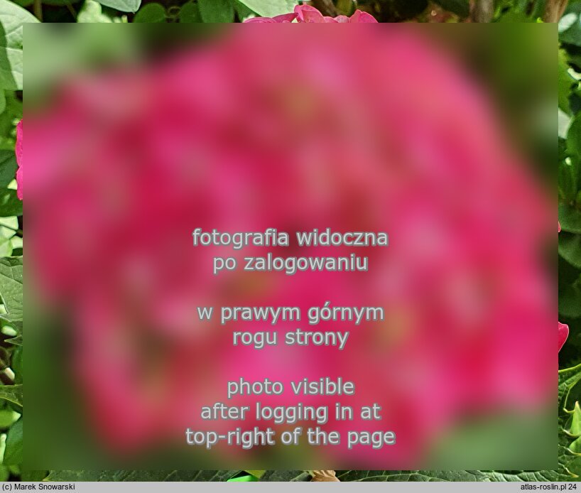 Hydrangea macrophylla Vörster Frührot