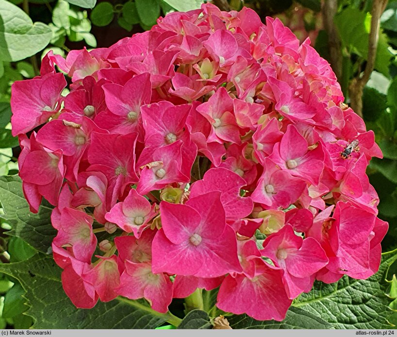 Hydrangea macrophylla Vörster Frührot