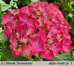 Hydrangea macrophylla Vörster Frührot