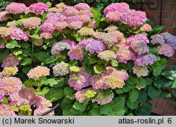 Hydrangea macrophylla Bodensee