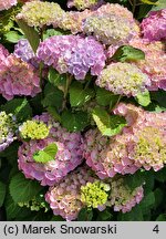 Hydrangea macrophylla Bodensee