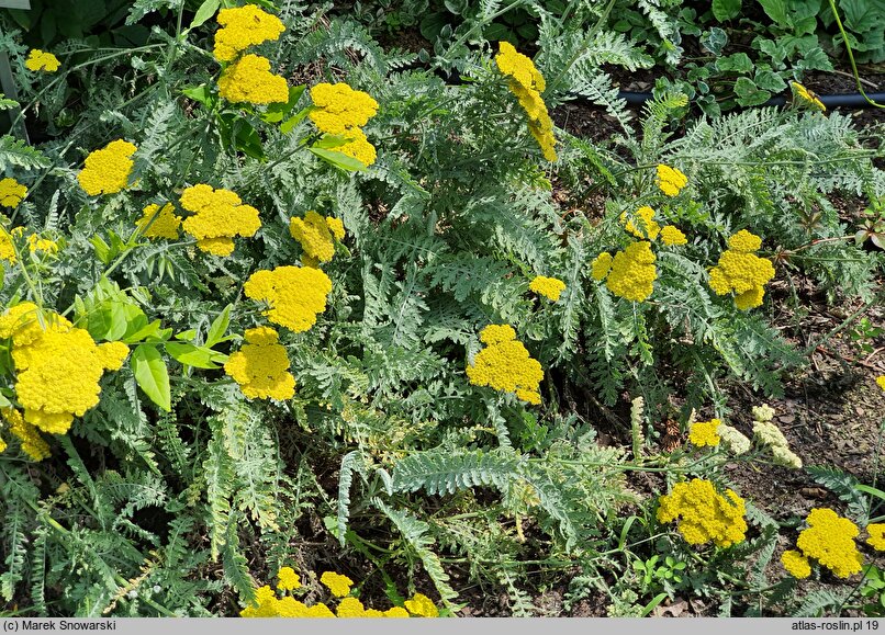 Achillea Schwellenburg