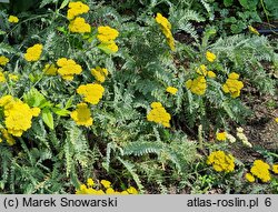 Achillea Schwellenburg