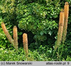 Eremurus ×isabellinus