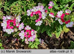 Verbena ×hybrida Lanai Twister Pink