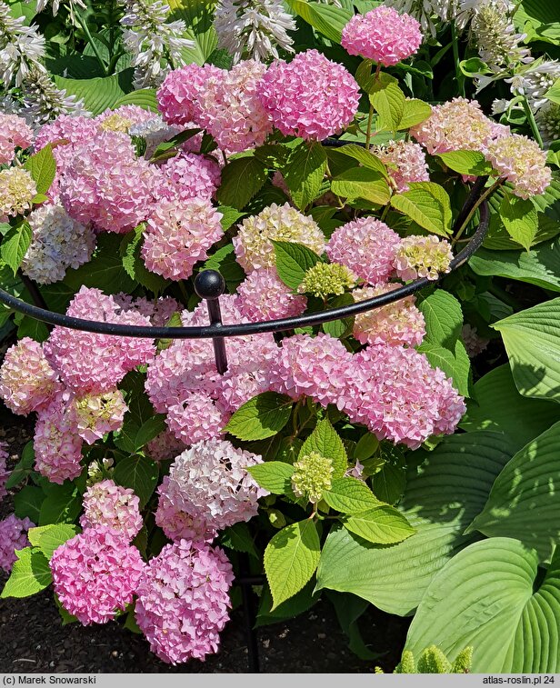 Hydrangea macrophylla Madame A. Riverain