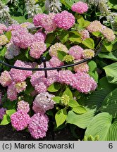 Hydrangea macrophylla Madame A. Riverain