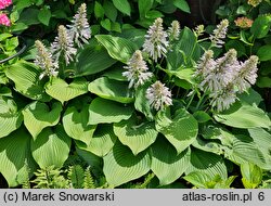 Hosta Fortunei Viridis